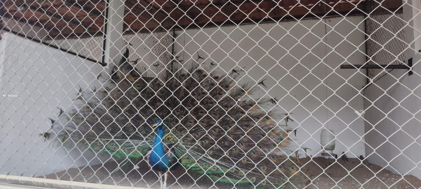 Chácara, 5 quartos, 3 hectares - Foto 19